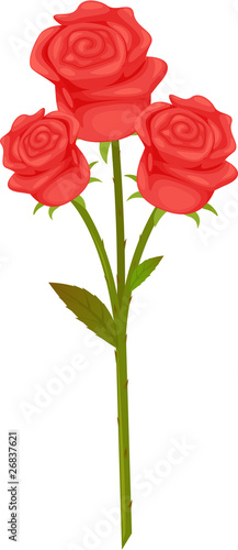 red roses