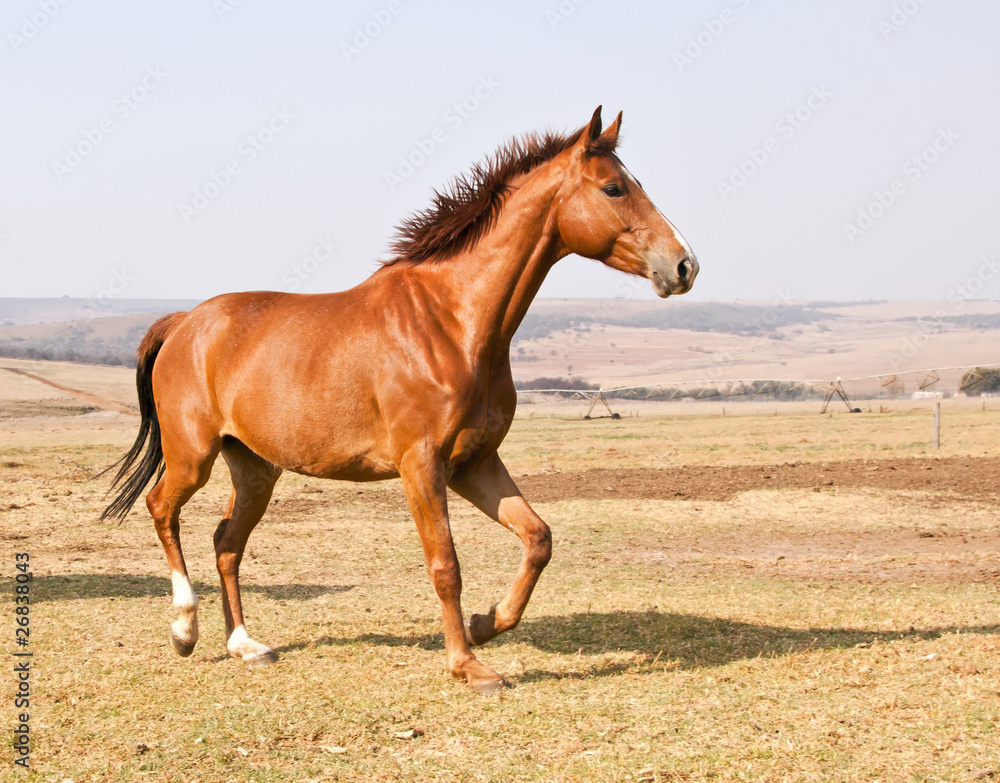 Obraz premium Brown horse running on dry grass and blue sky on farm