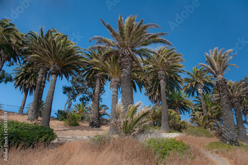 Palm Tree Hill