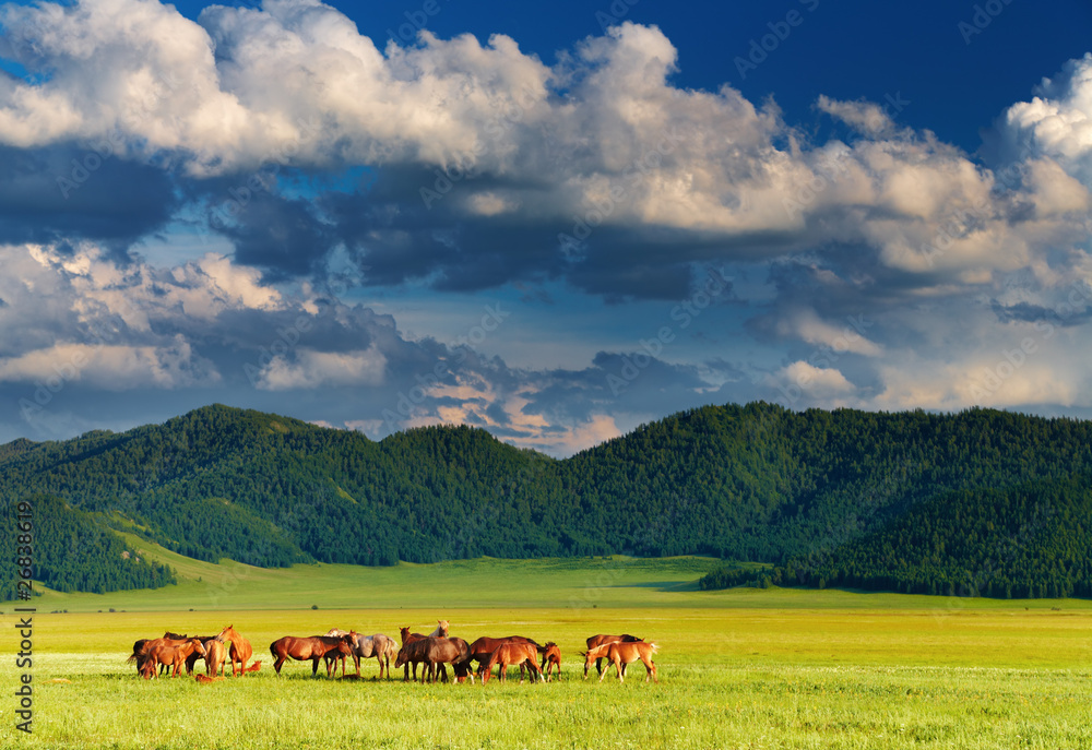 Mountain landscape with grazing horses at sunset