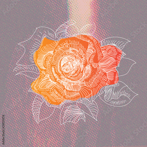 rose