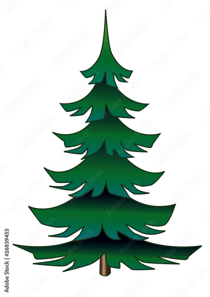 Spruce tree isolated on white background.