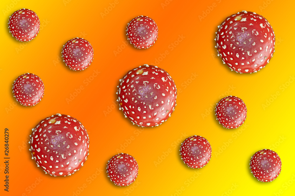 Fliegenpilze - Amanita muscaria Fliegenpilze - Amanita muscaria