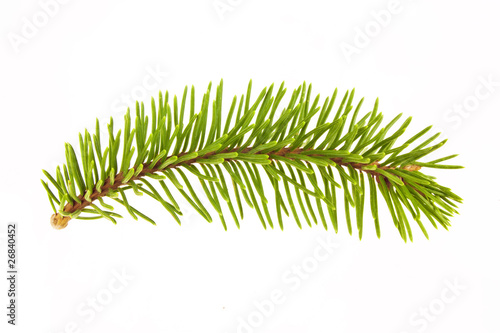 Branch of a Christmas Tree isolated on white background