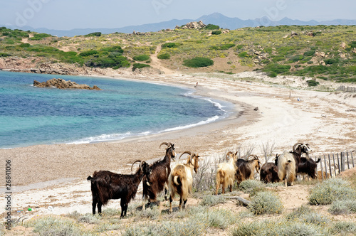Troupeau de chèvres sur une plage près de Bonifacio en Corse