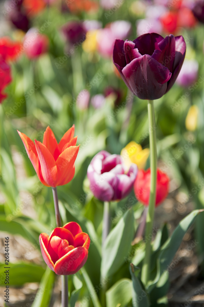 Dutch tulips
