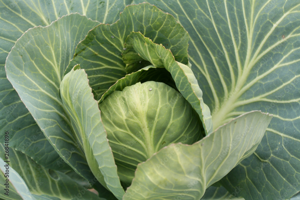 Green cabbage Green cabbage