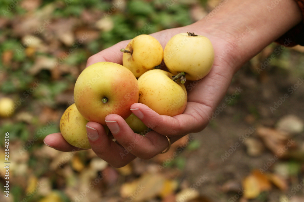 Apples in the hand Apples in the hand
