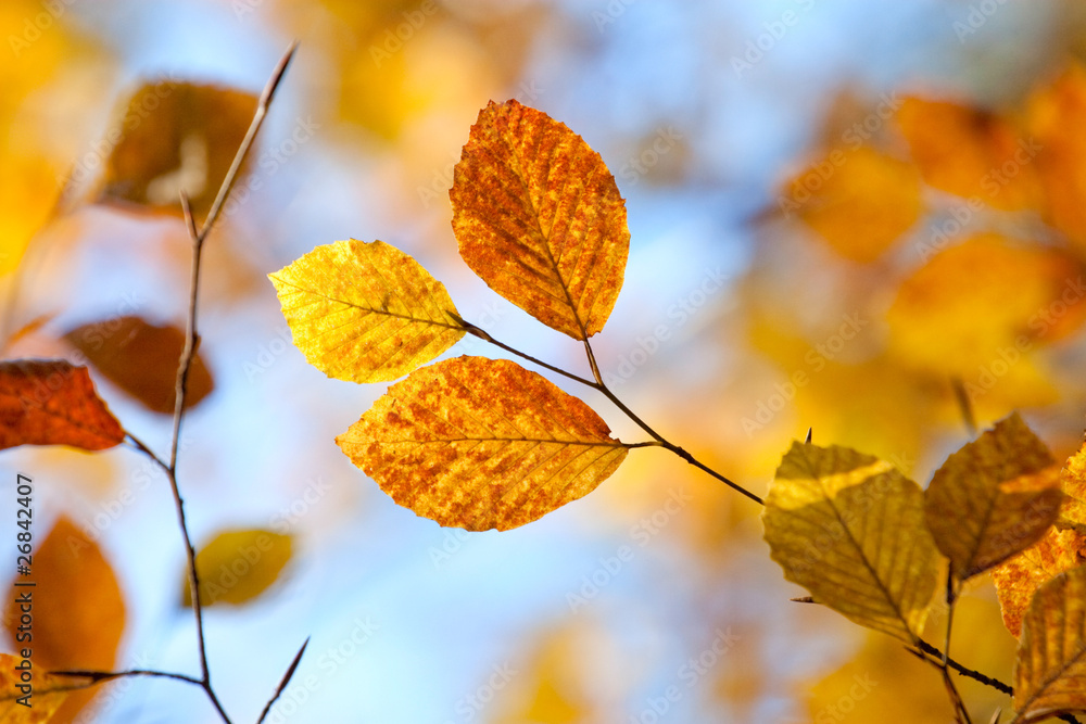 Closeup of autumn leaves against blue sky