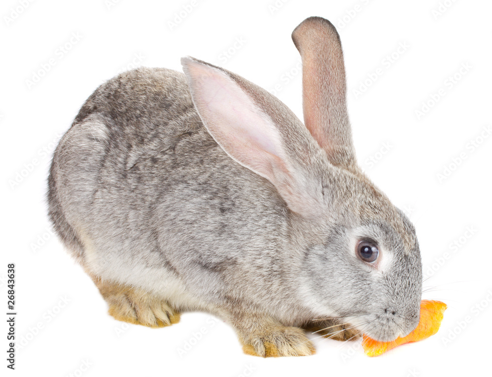 Obraz premium close-up rabbit