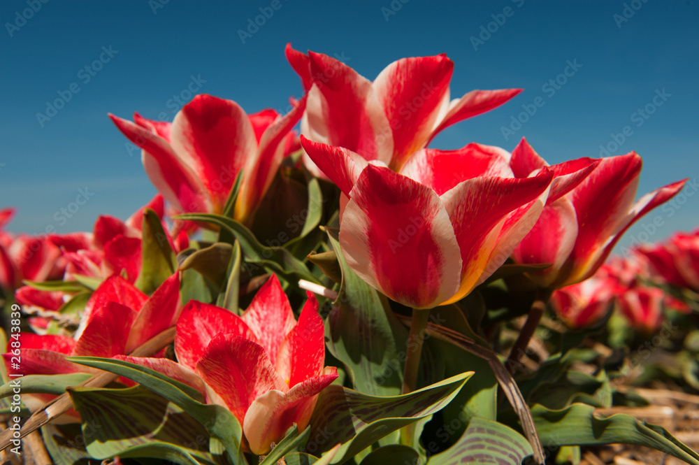 Red and white tulips Red and white tulips