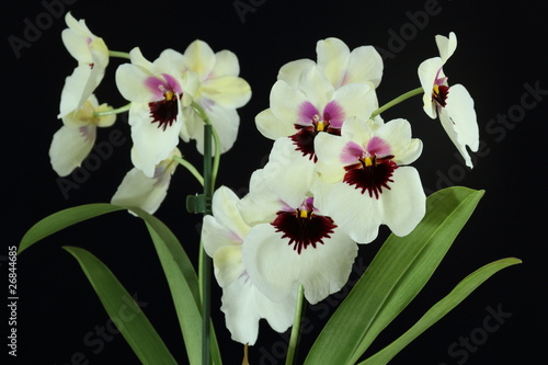 Fototapeta Naklejka Na Ścianę i Meble -  miltoniopsis,orchidée