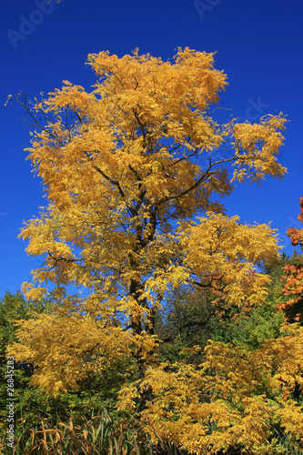 Baum mit gelben Blättern