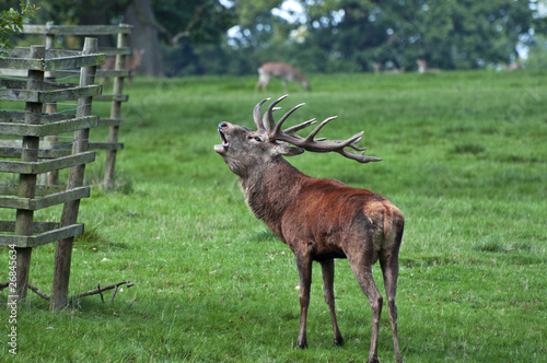 Red Deer Stag Ready for Rutting