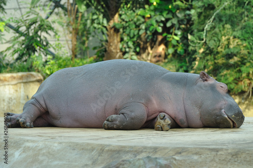 Hippo Baby 2