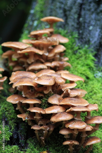 Pilze-fungus