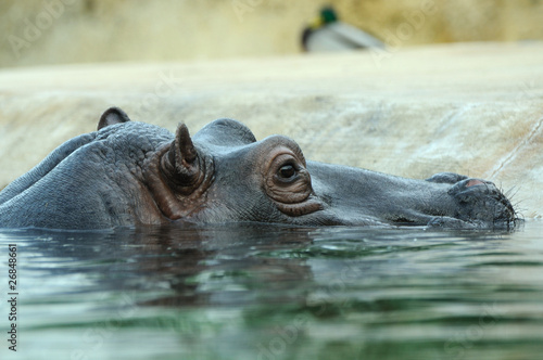 Hippo Profil 2 © Bade Uwe