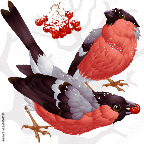 Vector bullfinch and ashberry 3