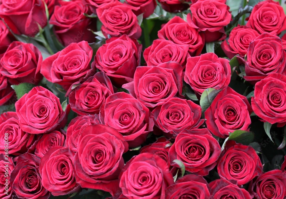 rose rose