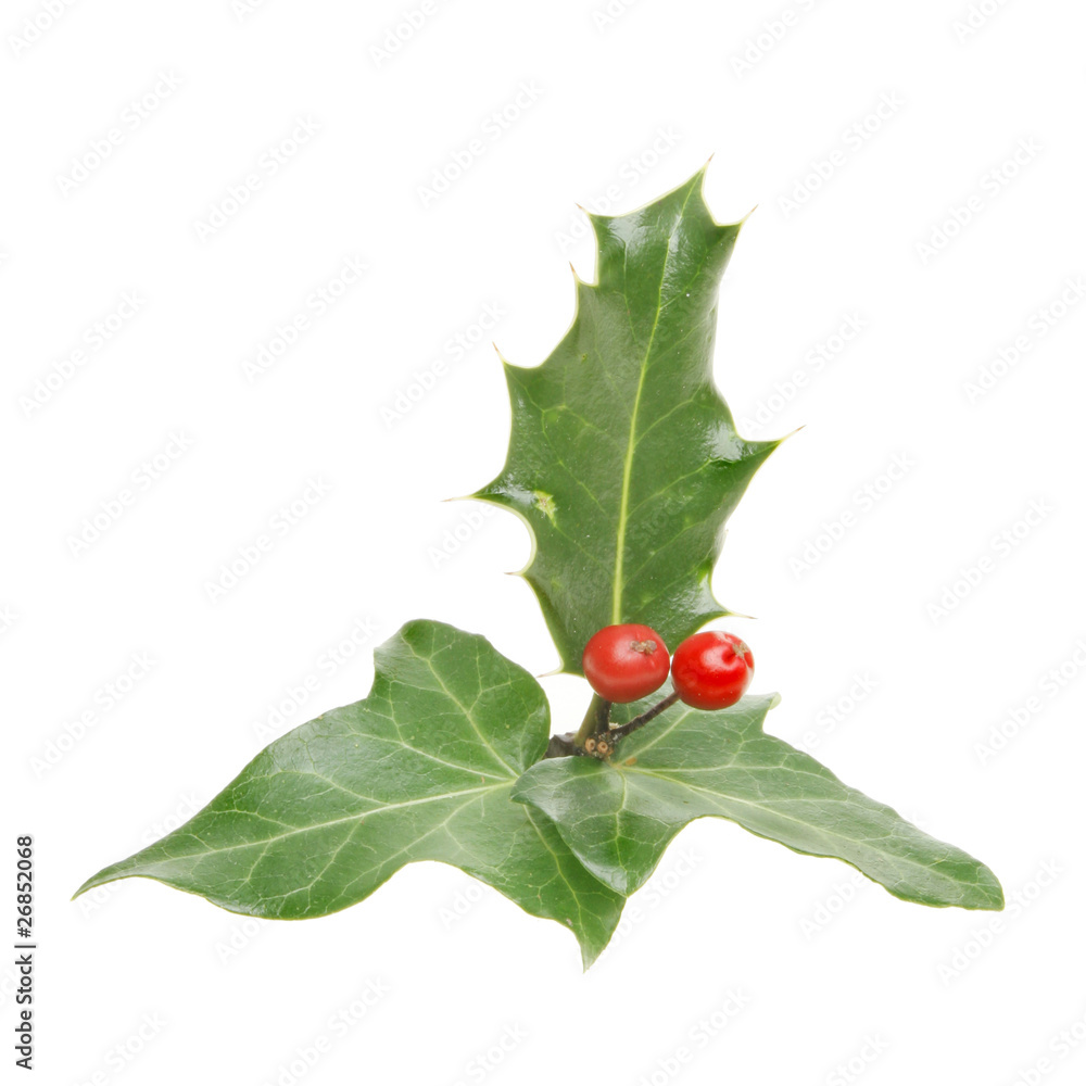 Holly and ivy Holly and ivy