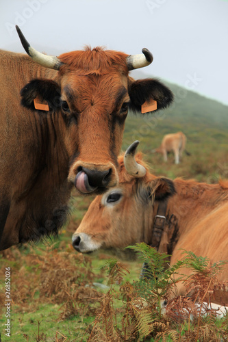 Asturische Kühe im Nebel beim Naseputzen