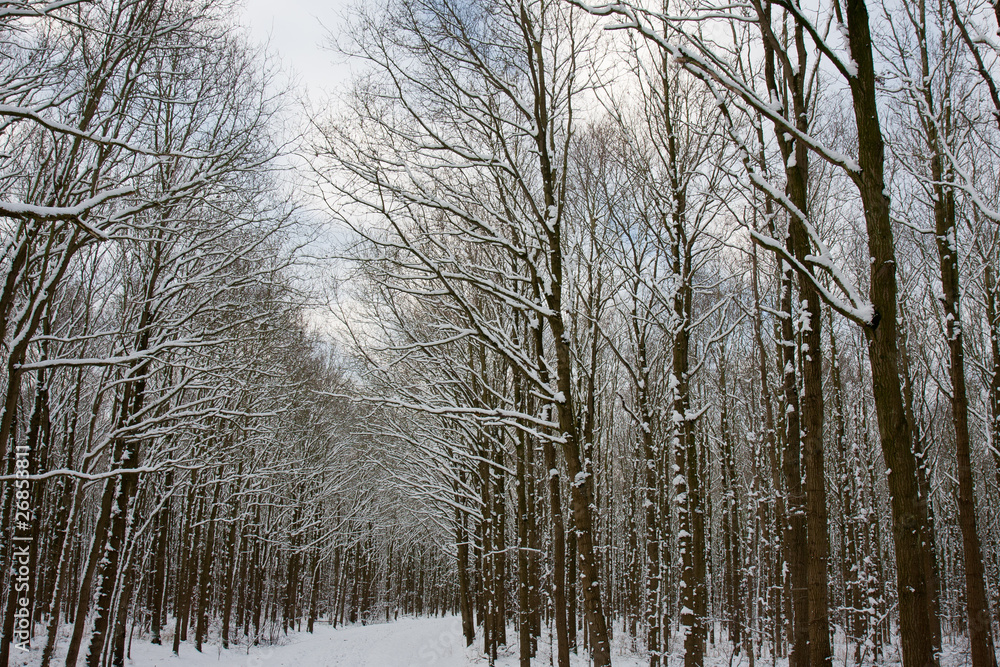 Snowy and frozen forrest in the Netherlands Snowy and frozen forrest in the Netherlands