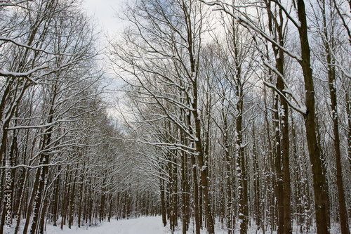 Snowy and frozen forrest in the Netherlands