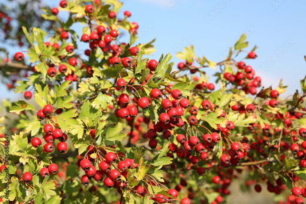 Hawthorn branch close to the red ripe berries
