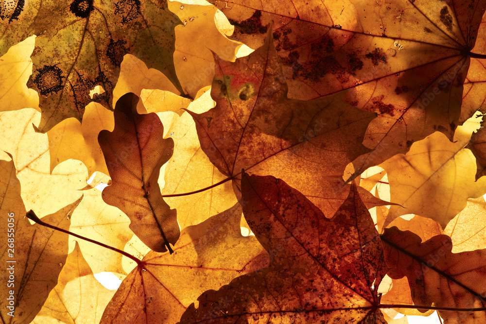 Autumn background. Autumn background.