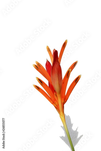 Tropical Heliconia