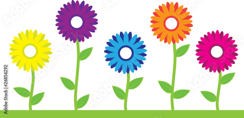 Colorful Flowers
