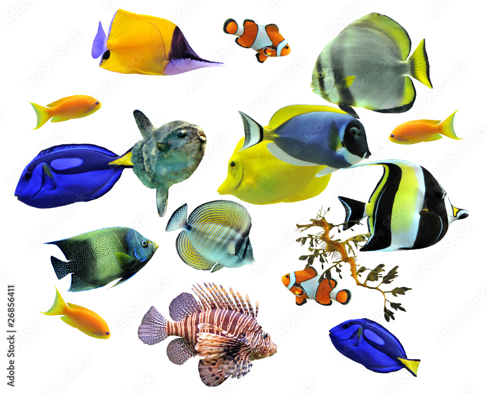 Fototapeta premium groupe de poissons d'eau de mer
