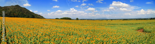 Panorama Sunflower Field