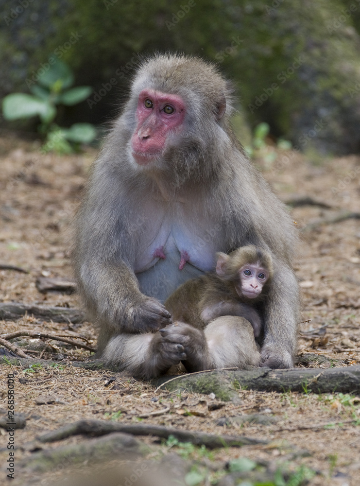 Makaken Macaques