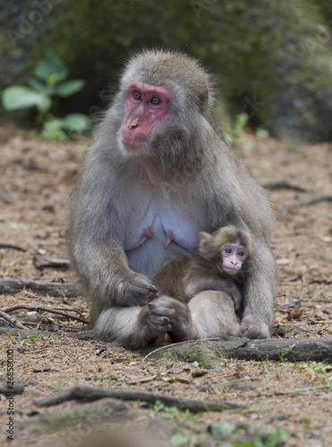 Makaken Macaques © Astrid Meissner