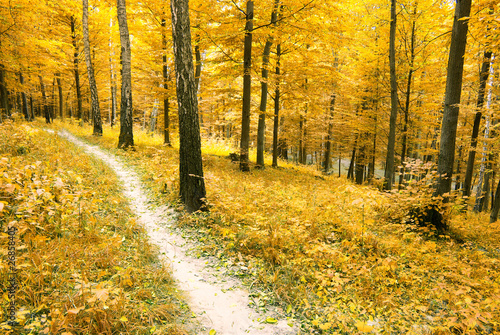 autumn forest © Pakhnyushchyy