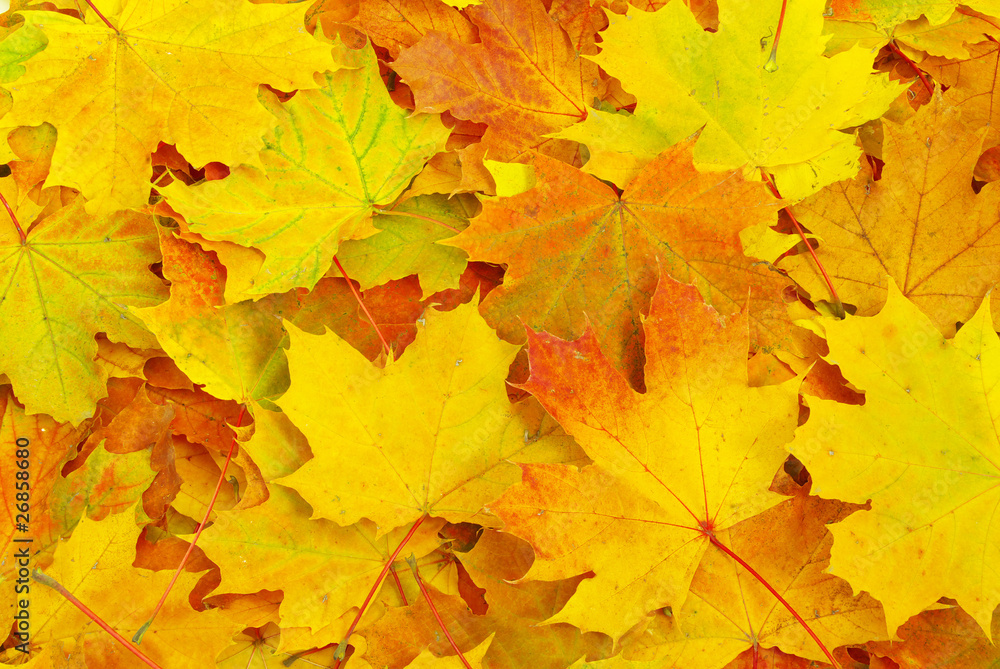 maple leaf background