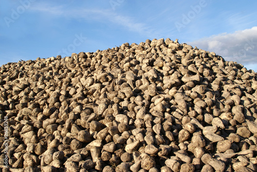 Pile of Harvested Sugar Beet
