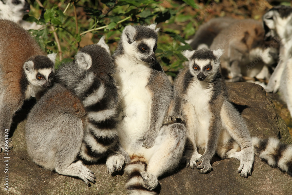 Fototapeta premium Group of ring-tailed lemurs on a rock