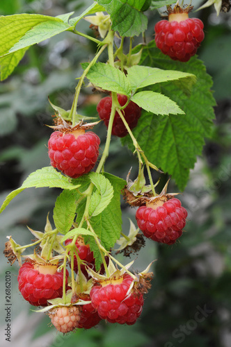 Ripe raspberry