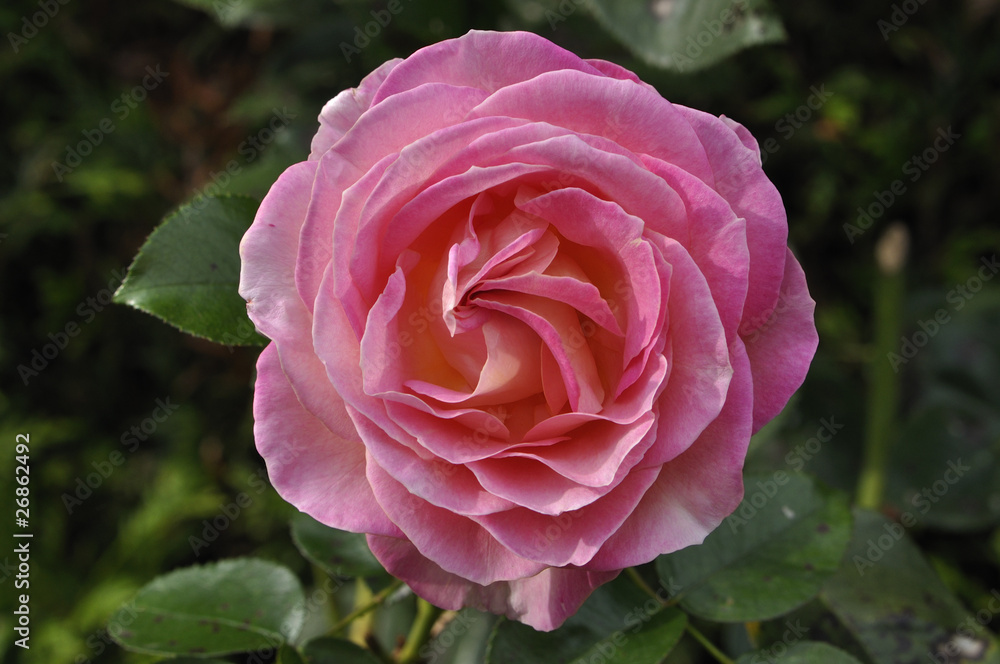 Rosa x / Rose 'Elle'