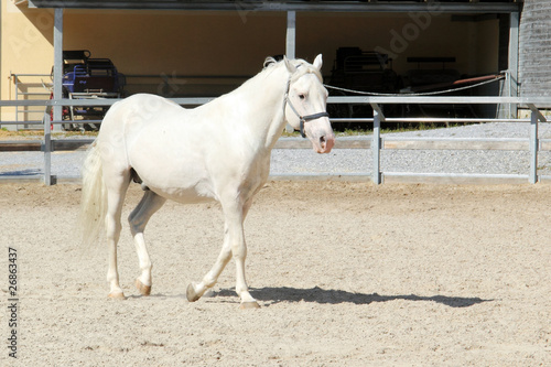 White  Lippizzaner stallion