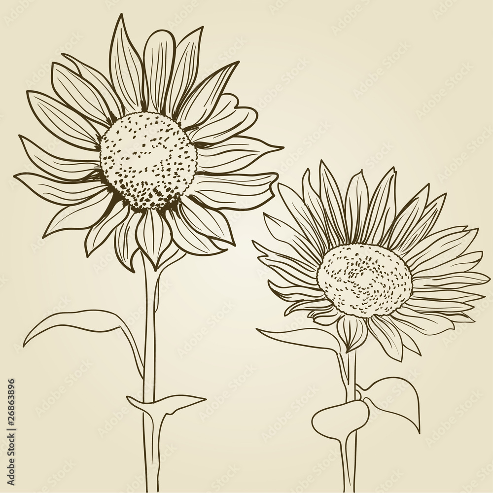 Naklejka premium sunflower background