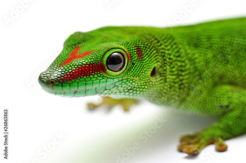 Portrait Madagaskar Taggecko © MARIMA