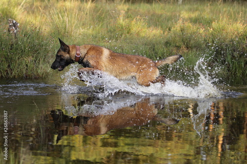 Malinois springt durch Wasser