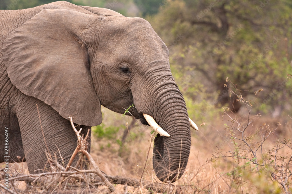 african elephant