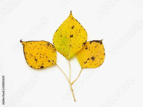 Yellow leaves photo