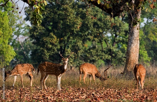 Spotted Deers. © Uryadnikov Sergey
