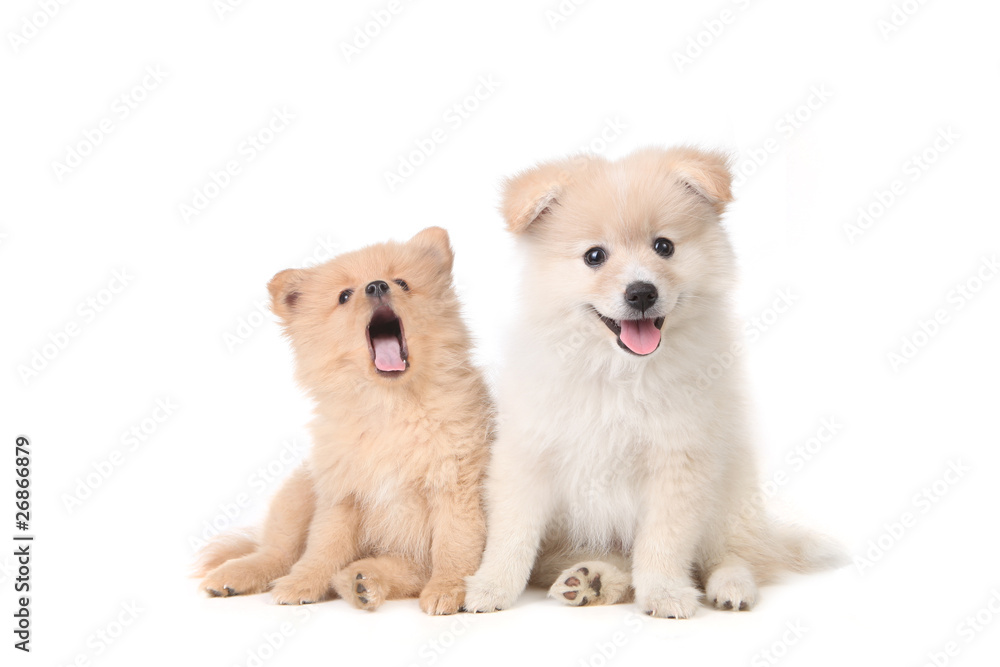 Pomeranian puppies sitting obediently on a white background