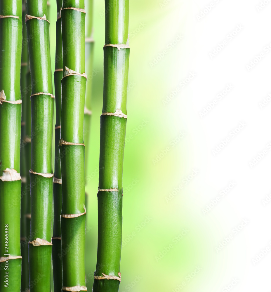 Obraz premium Bamboo